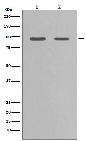 Western blot analysis of Hsp90 alpha expression in (1)PC-12 cell lysate; (2)HeLa cell lysate.