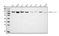 Anti-Hsp90 alpha Antibody Picoband® (monoclonal, 6B5)