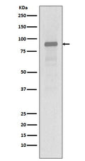 Western blot analysis of Hsp90 alpha expression in Jurkat cell lysate.