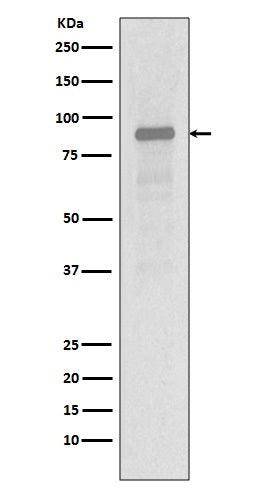 Western blot analysis of Hsp90 alpha expression in Jurkat cell lysate.