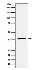 Western blot analysis of RASSF1 expression in HeLa cell lysate.