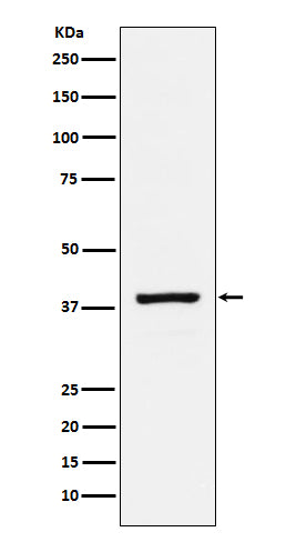 Western blot analysis of RASSF1 expression in HeLa cell lysate.