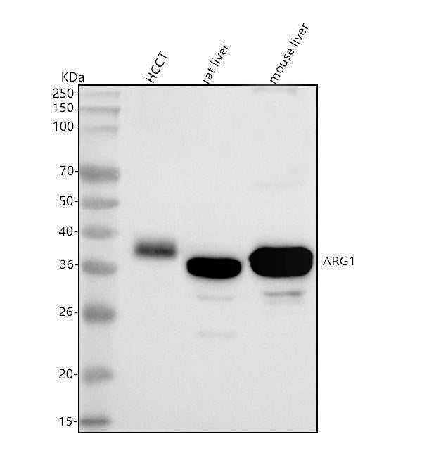 Anti-ARG1/Arginase 1 Rabbit Monoclonal Antibody