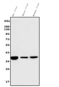 Anti-liver Arginase/ARG1 Antibody Picoband® (monoclonal, 2B12)