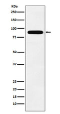 Western blot analysis of Tbx3 expression in MCF7 cell lysate.