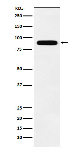 Western blot analysis of Tbx3 expression in MCF7 cell lysate.