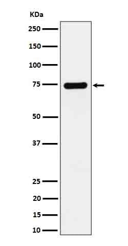 Western blot analysis of Dopamine beta Hydroxylase expression in SH-SY5Y cell lysate.
