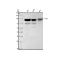 Anti-PDE4D Rabbit Monoclonal Antibody