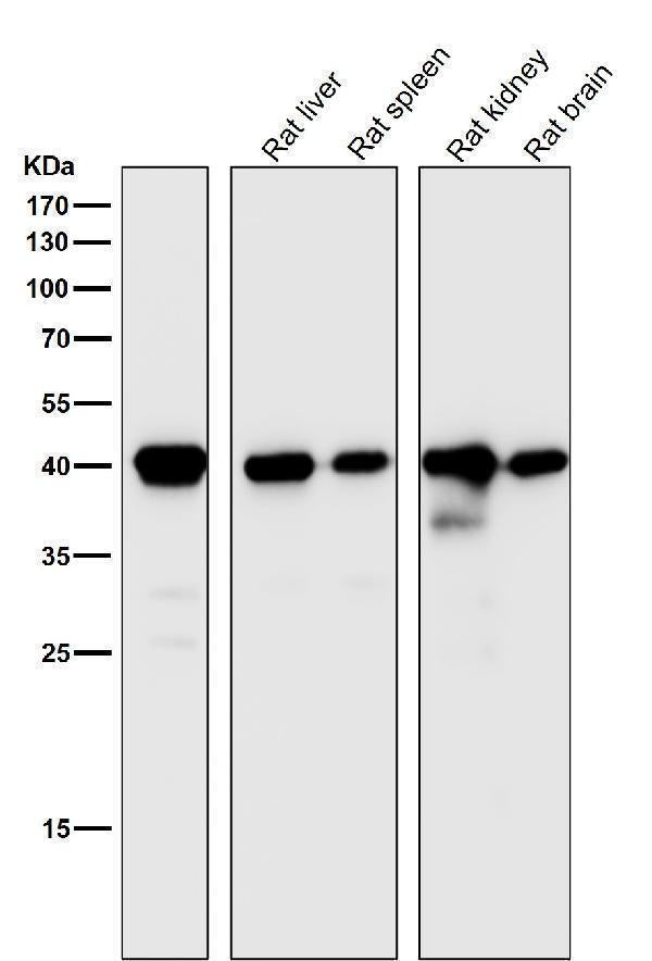 All lanes use the Antibody at 1:1K dilution for 1 hour at room temperature.