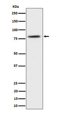 Western blot analysis of TORC2 expression in 293T cell lysate.