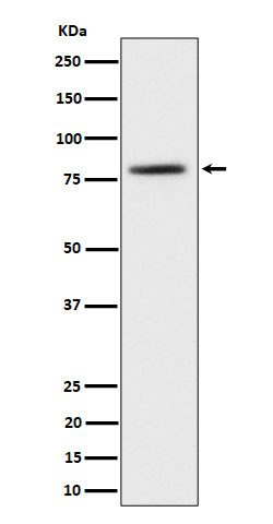 Western blot analysis of TORC2 expression in 293T cell lysate.