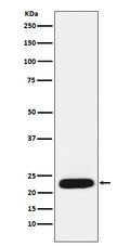 Western blot analysis of mtTFA expression in MCF7 cell lysate.