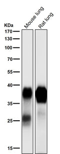 All lanes use the Antibody at 1:1K dilution for 1 hour at room temperature.