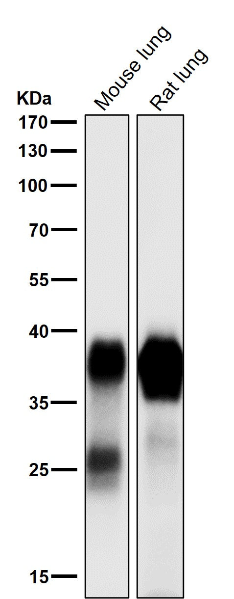 All lanes use the Antibody at 1:1K dilution for 1 hour at room temperature.
