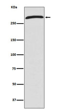 Western blot analysis of CHD4 expression in 293T cell lysate.