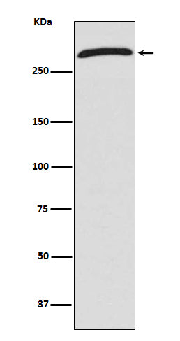 Western blot analysis of CHD4 expression in 293T cell lysate.