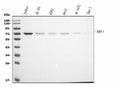 Anti-NRF1 Antibody Picoband® (monoclonal, 2G4)