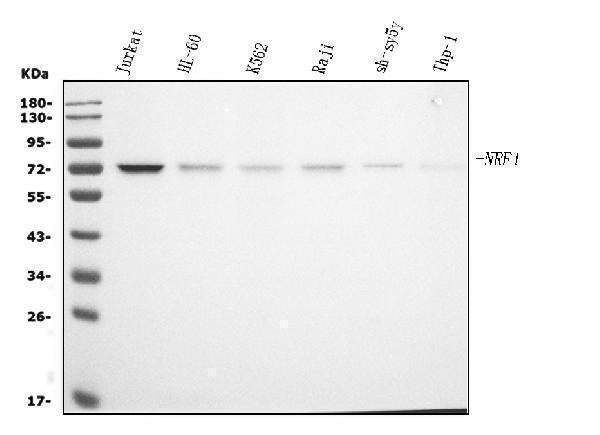 Anti-NRF1 Antibody Picoband® (monoclonal, 2G4)