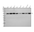 Anti-NRF1 Rabbit Monoclonal Antibody