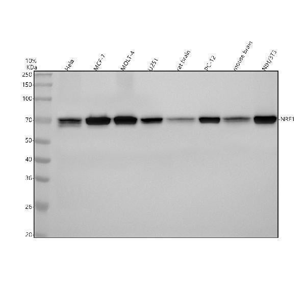 Anti-NRF1 Rabbit Monoclonal Antibody