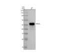Anti-MEF2C Rabbit Monoclonal Antibody