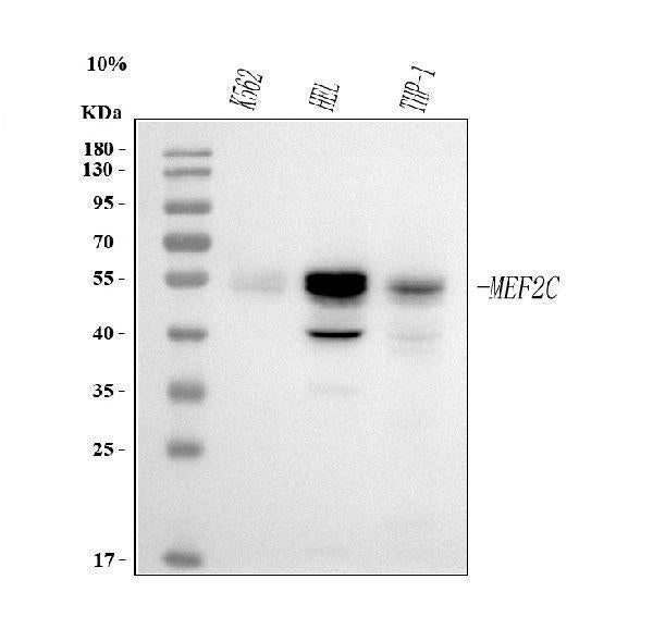 Anti-MEF2A+MEF2C Rabbit Monoclonal Antibody