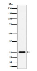 Western blot analysis of CFD expression in THP-1 cell lysate.