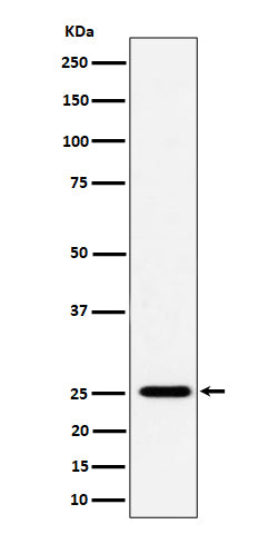Western blot analysis of CFD expression in THP-1 cell lysate.