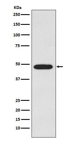 Western blot analysis of Galactosidase alpha expression in MCF-7 cell lysate.