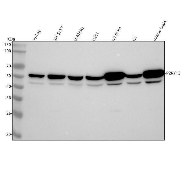 Anti-P2Y12 Rabbit Monoclonal Antibody