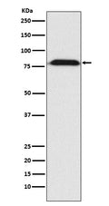 Western blot analysis of MAD1 expression in A431 cell lysate.