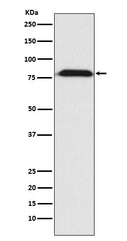 Western blot analysis of MAD1 expression in A431 cell lysate.