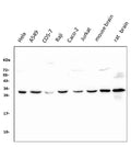 Anti-14-3-3 zeta/delta/YWHAZ Antibody Picoband® (monoclonal, 6H7)