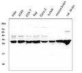 Anti-14-3-3 zeta/delta/YWHAZ Antibody Picoband® (monoclonal, 6G5)