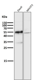 All lanes use the Antibody at 1:3K dilution for 1 hour at room temperature.