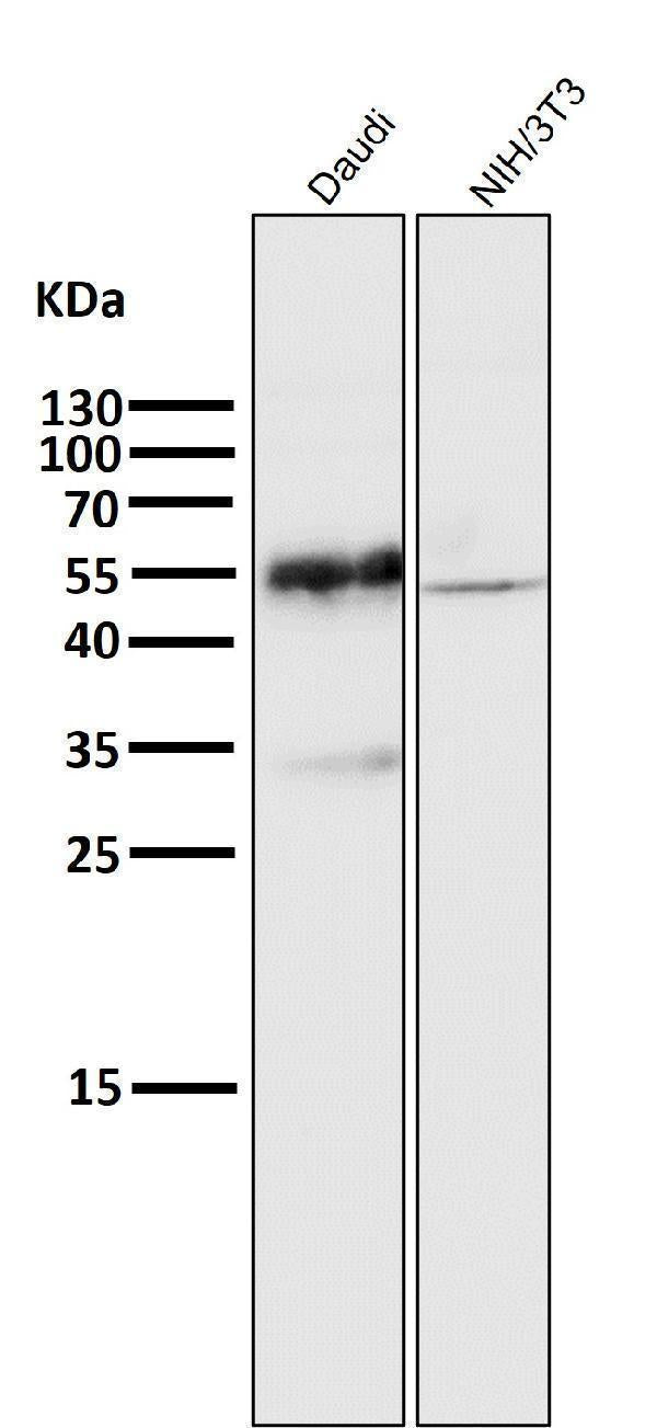 All lanes use the Antibody at 1:3K dilution for 1 hour at room temperature.