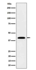 Western blot analysis of IL12B in Recombinant Human IL12B protein cell lysate.