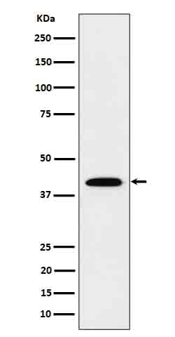 Western blot analysis of IL12B in Recombinant Human IL12B protein cell lysate.