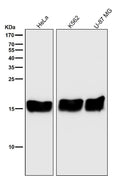 All lanes use the Antibody at 1:3K dilution for 1 hour at room temperature.