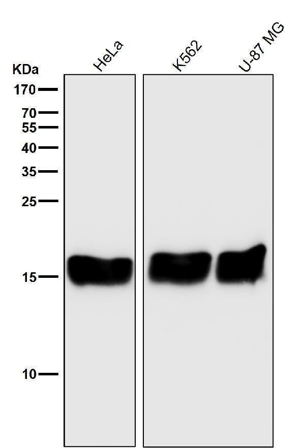 All lanes use the Antibody at 1:3K dilution for 1 hour at room temperature.