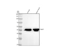 Anti-Troponin T TNNT2 Rabbit Monoclonal Antibody