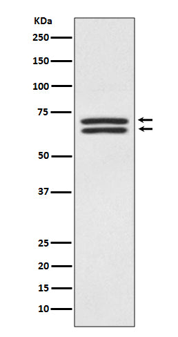 Anti-PDPK1/Pdk 1 Rabbit Monoclonal Antibody
