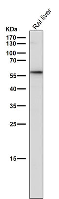 All lanes use the Antibody at 1:5K dilution for 1 hour at room temperature.