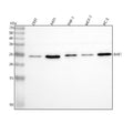 Anti-BAK/BAK1 Antibody Picoband® (monoclonal, 4C2)