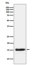 Western blot analysis of PLGF expression in human PLGF Recombinant protein.