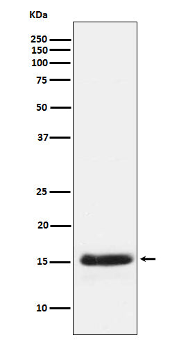 Western blot analysis of PLGF expression in human PLGF Recombinant protein.