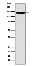 Western blot analysis of Sodium / Hydrogen Exchanger 1 expression in MOLT4 cell lysate.