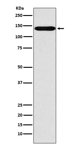 Western blot analysis of Sodium / Hydrogen Exchanger 1 expression in MOLT4 cell lysate.