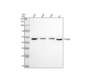 Anti-AP2 alpha Rabbit Monoclonal Antibody