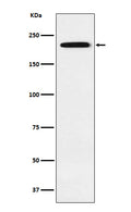 Western blot analysis of Gli3 expression in 293 cell lysate.